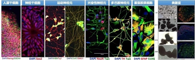 干细胞2.jpg